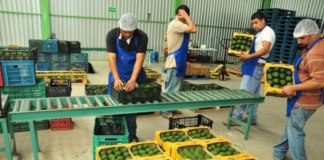 SE REQUIERE AYUDANTE DE PRODUCCIÓN CON O SIN EXPERIENCIA PARA EMPAQUE DE PRODUCTOS
