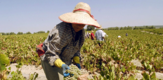 SE SOLICITA TRABAJADOR AGRÍCOLA PARA CLASIFICACIÓN DE PRODUCTOS (CON O SIN EXPERIENCIA)