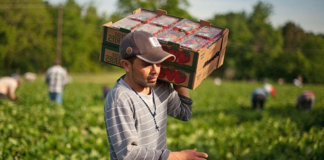 SE SOLICITA TRABAJADOR AGRÍCOLA PARA RECOLECCIÓN DE MANZANAS Y MELOCOTONES, NO SE REQUIERE EXPERIENCIA