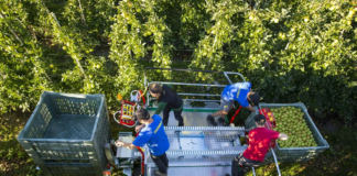 SE SOLICITA PEÓN AGRÍCOLA CON O SIN EXPERIENCIA PARA RECOLECCIÓN DE FRUTAS Y VERDURAS