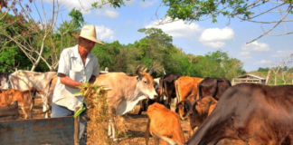 SE SOLICITA PEÓN GANADERO PARA CUIDADO Y ALIMENTACIÓN DE ANIMALES