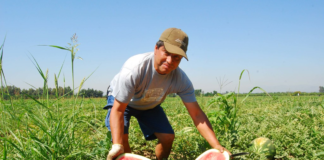 SE SOLICITA TRABAJADOR AGRÍCOLA PARA CLASIFICACIÓN DE PRODUCTOS EN COSECHA DE SANDÍA, NO SE REQUIERE EXPERIENCIA