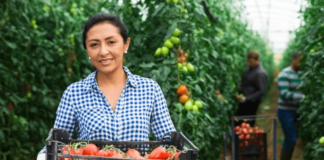 SE REQUIERE ENVASADOR DE TOMATES PARA CONTROL Y CLASIFICACIÓN DE PRODUCTOS