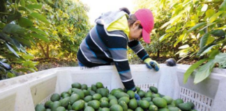 SE REQUIERE PEÓNES AGRÍCOLAS CON O SIN EXPERIENCIA (LUNES A VIERNES)