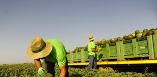 SE REQUIERE TRABAJADOR AGRÍCOLA PARA RECOLECCIÓN Y ENVASADO DE SANDÍA