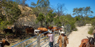 SE SOLICITA TRABAJADOR DE RANCHO PARA REPARACIÓN DE CERCAS Y PREPARACIÓN DE TERRENOS