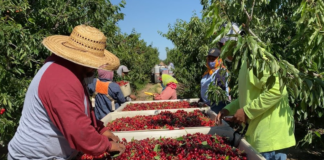 SE SOLICITA TRABAJADOR AGRÍCOLA PARA COSECHA DE CEREZAS, NO SE REQUIERE EXPERIENCIA