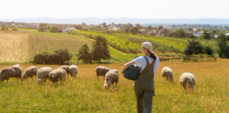 SE SOLICITA TRABAJADOR DE RANCHO PARA CUIDADO Y PASTOREO DE OVEJAS (MÍNIMA EXPERIENCIA)