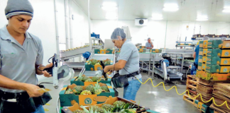 SE SOLICITA EMPACADOR DE FRUTAS Y VERDURAS (JORNADA COMPLETA)