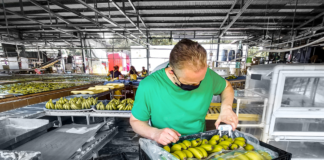 SE REQUIERE AYUDANTE DE OPERARIO DE PRODUCCIÓN PARA EMPAQUE DE PRODUCTOS