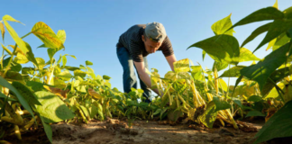 SE REQUIERE PEÓN AGRÍCOLA PARA PREPARACIÓN DE TERRENO Y COSECHA DE PRODUCTOS