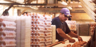 SE REQUIERE EMPACADOR PARA COLOCACIÓN DE ETIQUETAS EN CARTONES Y CAJAS DE HUEVOS