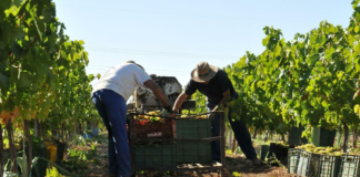 SE REQUIERE PEÓN AGRÍCOLA PARA LABORES GENERALES EN FINCA (HOMBRE Y/O MUJER)