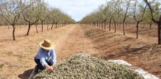 SE SOLICITA TRABAJADORES AGRÍCOLAS PARA RECOLECCIÓN DE NUECES Y PECANAS EN COSECHA