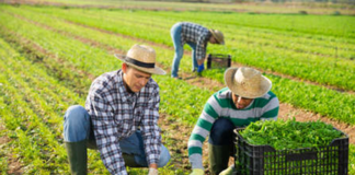 SE SOLICITA PEÓN AGRÍCOLA PARA CUIDADO Y CONTROL DE PRODUCTOS EN COSECHA