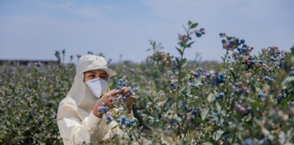 SE SOLICITA TRABAJADOR AGRÍCOLA PARA CLASIFICACIÓN DE PRODUCTOS EN COSECHA DE ARÁNDANOS