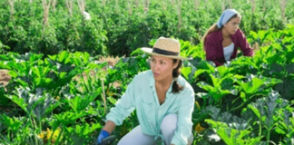 SE SOLICITA TRABAJADORES AGRÍCOLAS PARA CLASIFICACIÓN DE PRODUCTOS EN COSECHA DE CALABACINES