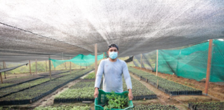 SE SOLICITA TRABAJADOR DE INVERNADERO PARA CUIDADO DE PLANTAS (MÍNIMO 3 MESES DE EXPERIENCIA)
