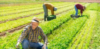 SE SOLICITA PEONES AGRÍCOLAS PARA RECOLECCIÓN DE LECHUGA Y BRÓCOLI (TURNO MAÑANA)