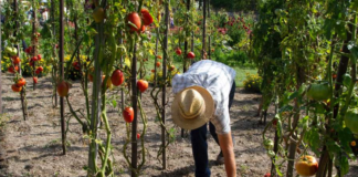 SE SOLICITA TRABAJADOR AGRÍCOLA PARA CLASIFICACIÓN DE PRODUCTOS EN COSECHA DE FRUTAS Y VERDURAS