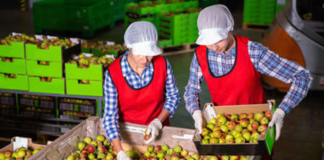 SE REQUIERE EMPAQUETADOR PARA ETIQUETADO DE FRUTA (HOMBRE Y/O MUJER)