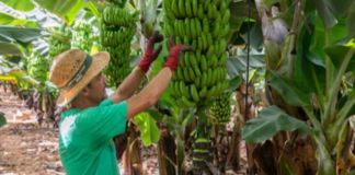 SE SOLICITA PEÓN AGRÍCOLA PARA EMPAQUETADO DE PLÁTANOS EN COSECHA