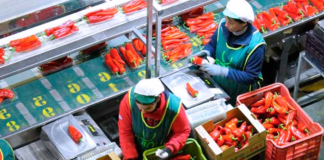 SE REQUIERE OPERARIO DE PRODUCCIÓN PARA EMPAQUE DE PRODUCTOS EN PLANTA