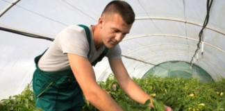 SE SOLICITA TRABAJADORES AGRÍCOLAS PARA COSECHA DE TOMATES Y PIMIENTOS (CON O SIN EXPERIENCIA)