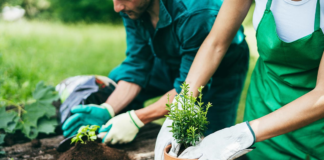 SE SOLICITA JARDINERO PARA CUIDADO DE ARBUSTOS Y RENOVACIÓN DE CÉSPED