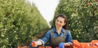 SE REQUIERE TRABAJADOR AGRÍCOLA PARA CLASIFICACIÓN DE VERDURAS Y FRUTAS (TURNO DIURNO)