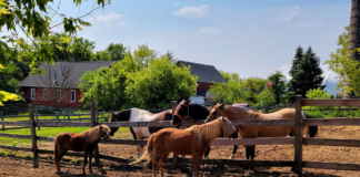 SE SOLICITA TRABAJADOR DE RANCHO PARA PASTOREO Y CUIDADO DE ANIMALES, NO SE REQUIERE EXPERIENCIA