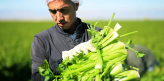 SE SOLICITA TRABAJADORES AGRÍCOLAS PARA RECOLECCIÓN DE PRODUCTOS EN COSECHA DE VERDURAS