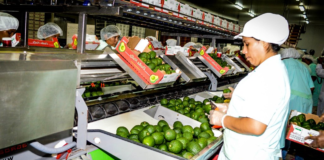 SE REQUIERE TRABAJADOR DE PRODUCCIÓN PARA CONTROL DE CALIDAD Y EMBALAJE DE ALIMENTOS