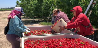 SE REQUIERE TRABAJADOR AGRÍCOLA PARA CLASIFICACIÓN Y EMPAQUE DE FRUTAS