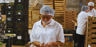 SE SOLICITA AUXILIAR DE PRODUCCIÓN PARA CLASIFICACIÓN Y CONTROL DE CALIDAD DE FRUTAS