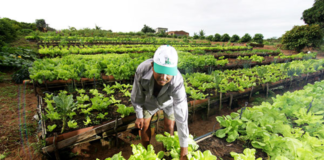 SE SOLICITA PEONES AGRÍCOLAS PARA RECOLECCIÓN DE LECHUGA, NO SE REQUIERE EXPERIENCIA