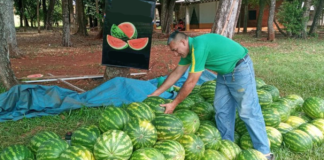 SE REQUIERE PEÓN AGRÍCOLA PARA CARGA Y DESCARGA DE PRODUCTOS EN COSECHA DE SANDÍA