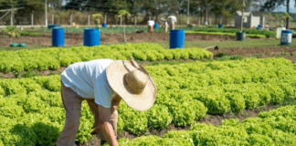 SE SOLICITA TRABAJADOR AGRÍCOLA PARA LABORES GENERALES EN COSECHA (CON O SIN EXPERIENCIA)