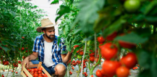 SE REQUIERE TRABAJADOR AGRÍCOLA PARA LABORES DE RECOLECCIÓN EN COSECHA DE TOMATES