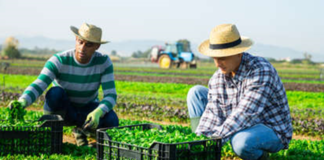 SE SOLICITA TRABAJADOR AGRÍCOLA PARA CLASIFICACIÓN Y ETIQUETADO DE PRODUCTOS EN COSECHA