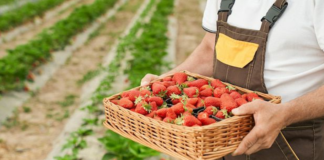 SE REQUIERE TRABAJADORES DE CAMPO PARA COSECHA DE FRESAS Y ARÁNDANOS