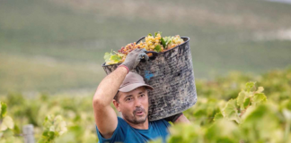 SE SOLICITA TRABAJADOR DE VIÑEDO PARA COSECHA DE PRODUCTOS (TIEMPO PARCIAL)