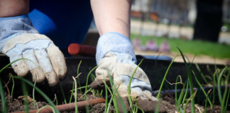 SE SOLICITA JARDINERO PARA RECOLECCIÓN Y PODA DE PLANTAS