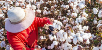 SE REQUIERE TRABAJADOR AGRÍCOLA PARA CLASIFICACIÓN Y DESMONTADO DE ALGODÓN