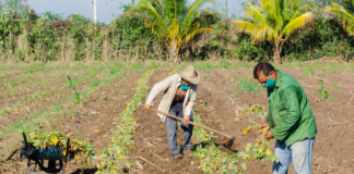SE SOLICITA PEÓN AGRÍCOLA PARA PREPARACIÓN DE TERRENO, NO SE REQUIERE EXPERIENCIA