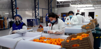SE REQUIERE AYUDANTE DE PRODUCCIÓN PARA CONTROL DE CALIDAD Y EMPAQUE DE FRUTA