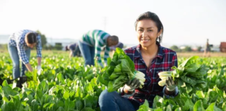 SE SOLICITA PEÓN AGRÍCOLA PARA RECOLECCIÓN DIARIA DE VERDURAS, NO SE REQUIERE EXPERIENCIA