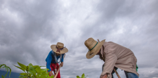 SE SOLICITA TRABAJADOR AGRÍCOLA PARA LABORES GENERALES EN COSECHA Y MANTENIMIENTO DE GRANJA
