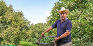 SE SOLICITA PEÓN AGRÍCOLA PARA COSECHA Y EMPAQUE DE FRUTAS