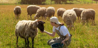 SE SOLICITA TRABAJADOR DE RANCHO PARA PASTOREO DE OVEJAS Y CUIDADO DE ANIMALES